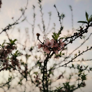 欧美大妞插插插
